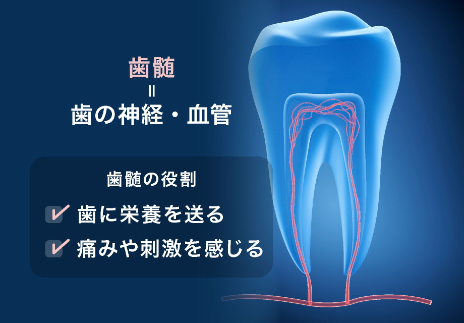 歯髄=歯の神経・血管 歯髄の役割は、歯に栄養を送る・痛みや刺激を感じる